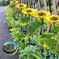 🌻Solros solenergidrivna trädgårdslyktor med LED-belysning